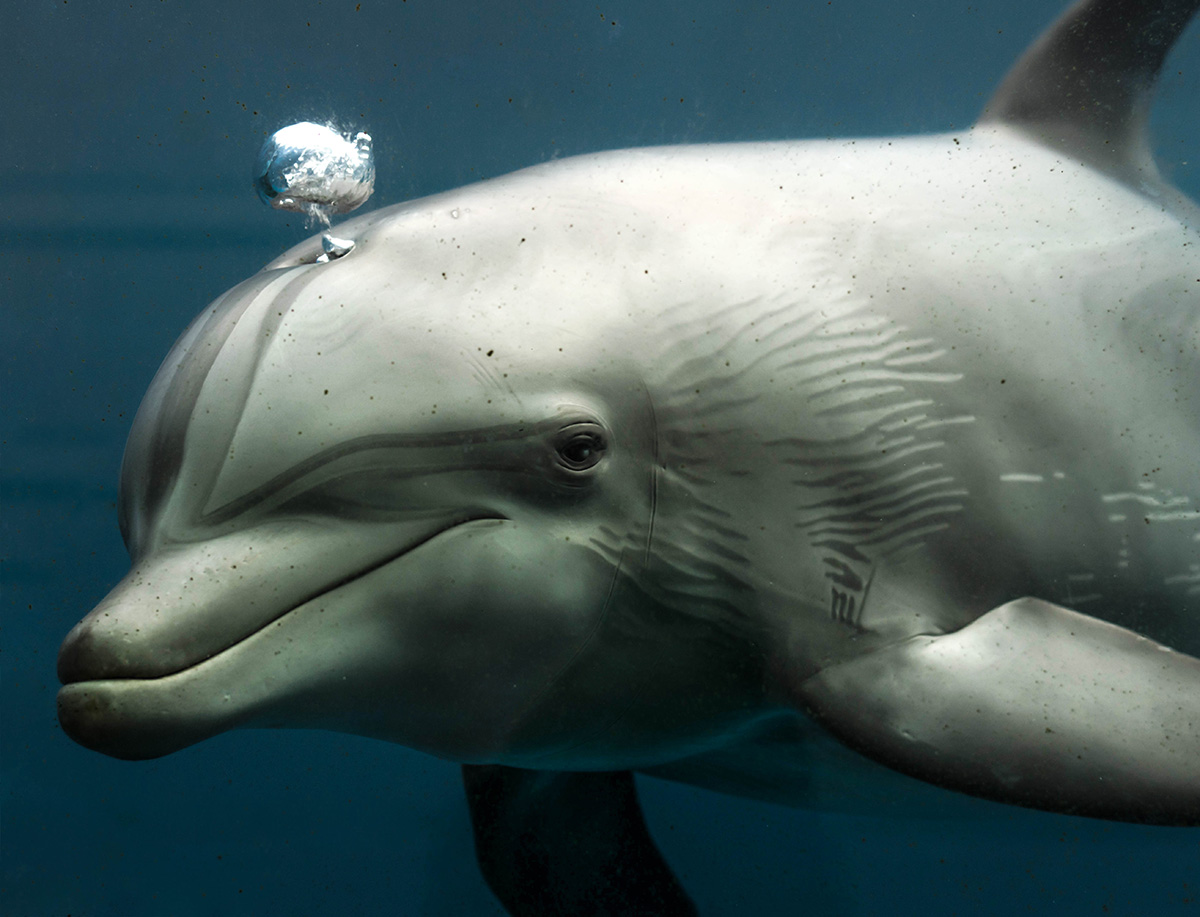 Historia del entrenamiento animal