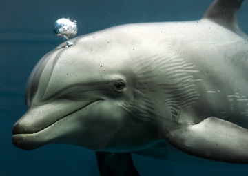 Historia del entrenamiento animal