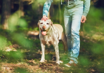 Porque treinamos os nossos animais