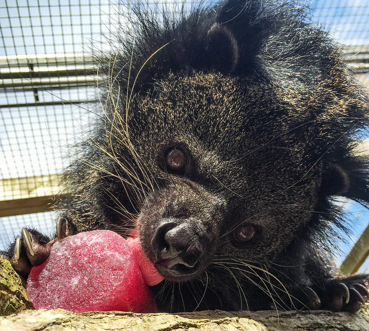 What leads an animal to perform a behavior?