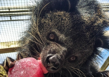 What leads an animal to perform a behavior?