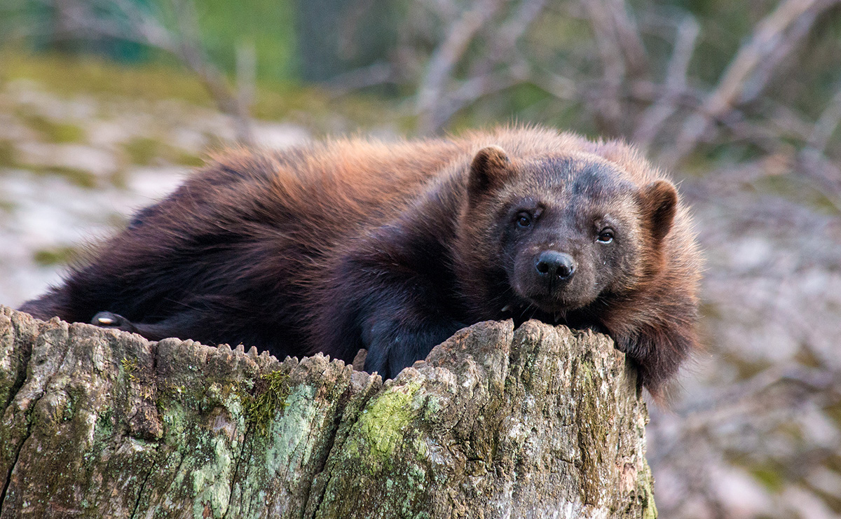 L'importanza di rispondere alla richiamata