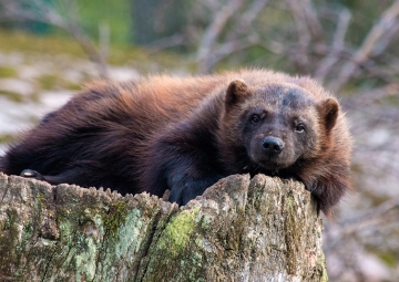 L'importanza di rispondere alla richiamata