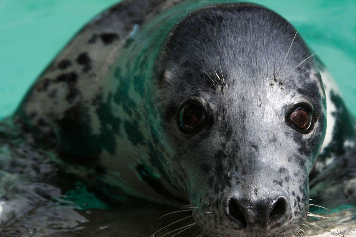 Short-term memory and awareness of your own pinniped behaviors