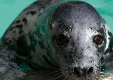 Short-term memory and awareness of your own pinniped behaviors