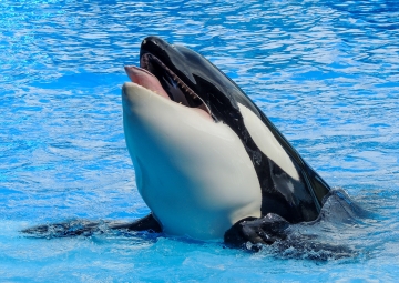 Cosa facciamo quando un comportamento non è corretto?