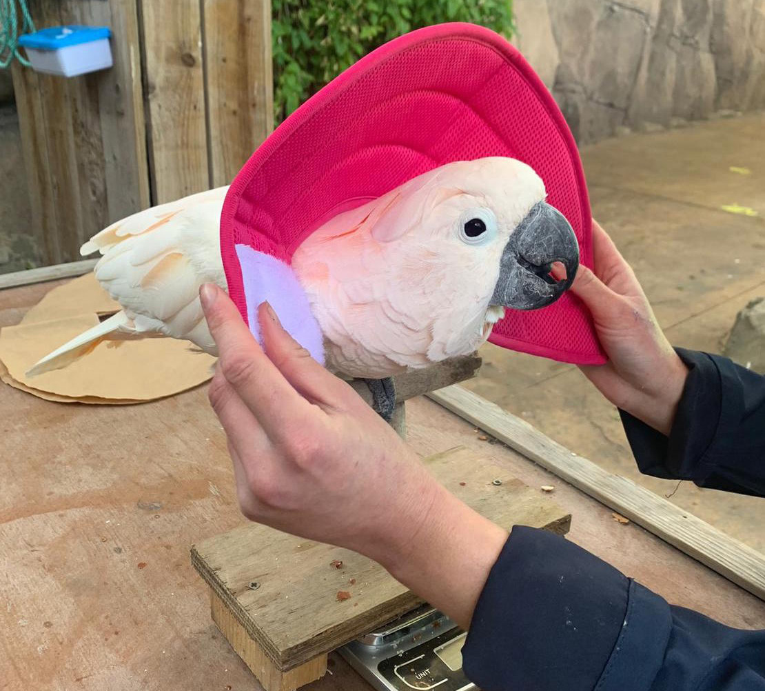 Collare protettivo con un cacatua
