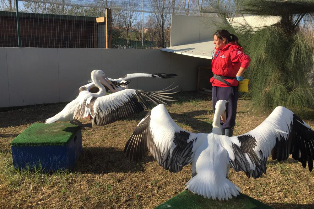 condicionamiento operante en pelícanos australianos