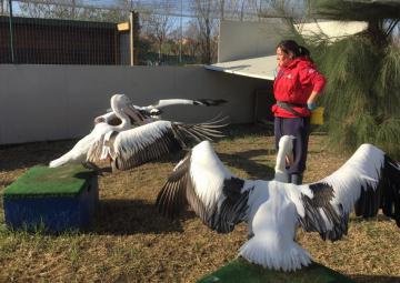 condicionamiento operante en pelícanos australianos