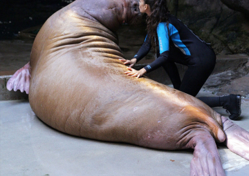 Espirometría voluntaria para entender la función pulmonar en morsas