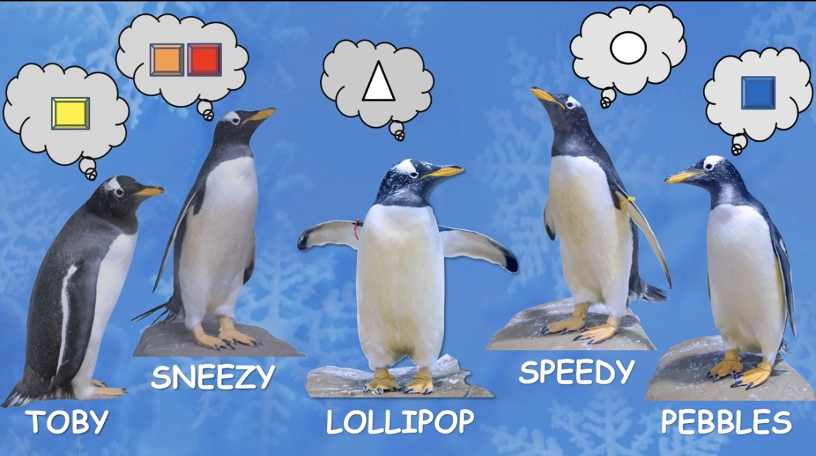 Entrenamos a Toby para discriminar el color amarillo, Sneezy el rojo y Pebbles el color azul. Lollipop para el triángulo y Speedy para el círculo.