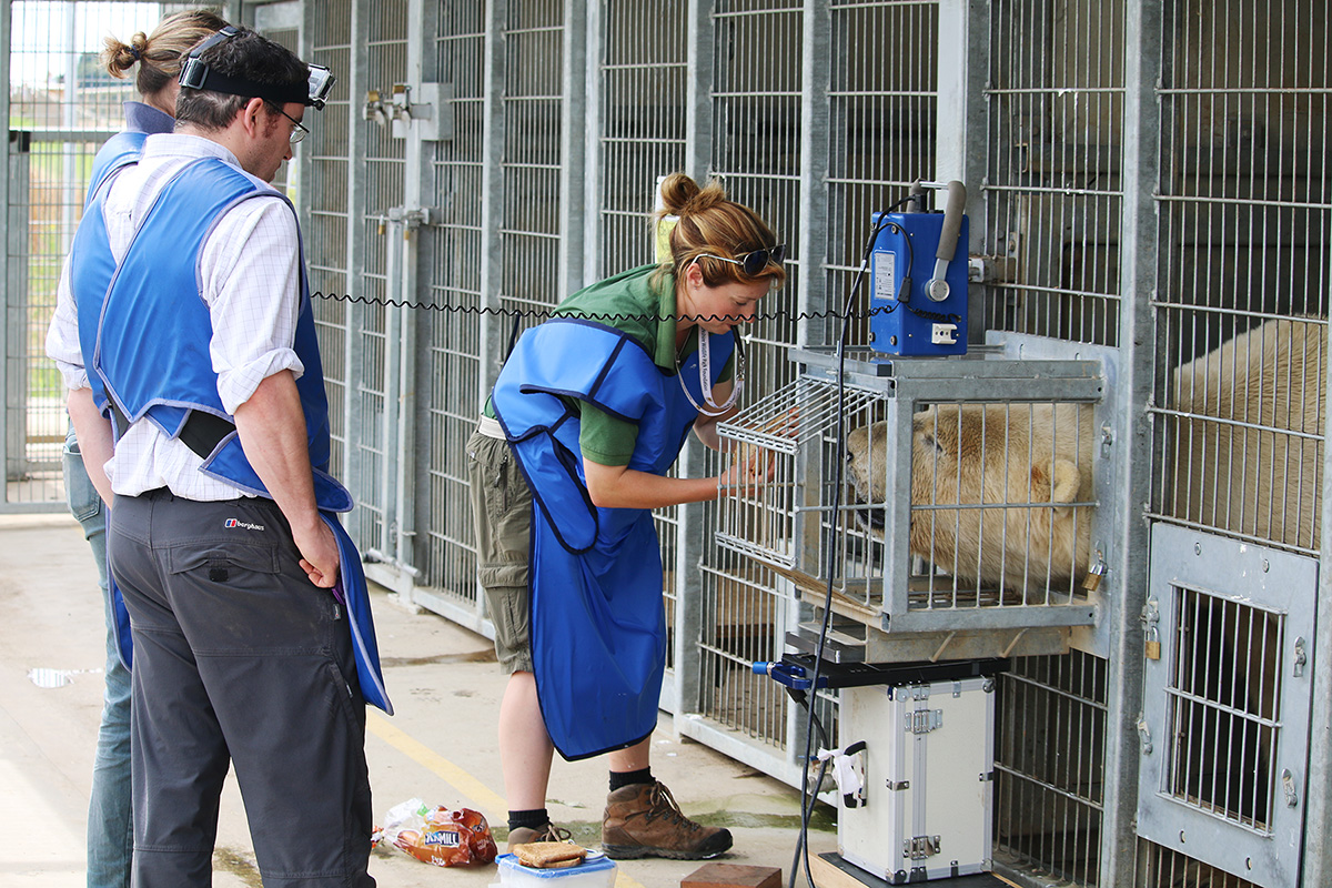 Radiografía de la cabeza  Radiografía de la cabeza
