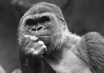 Iinhibición proactiva.