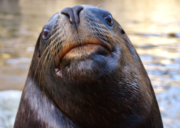 Agresión: explorando las causas y posibles técnicas de reducción