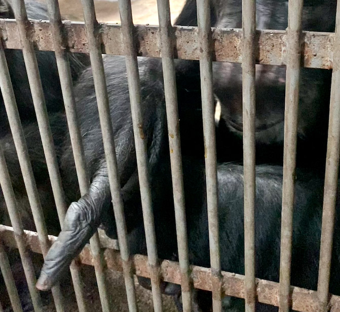 Figura 1. Mayorquin, D. (24 de Agosto 2021), Comando “Dedo” en Pan troglodytes. monos lanudos