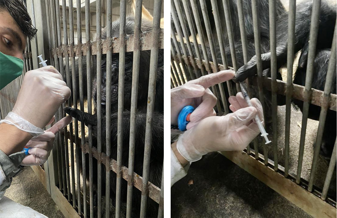 Figura 2-3 Mayorquin, D. (30 de Agosto de 2021) Desensibilización con aguja punta roma y posterior punción con aguja con bisel Figura 2-3 Mayorquin, D. (30 de Agosto de 2021) Desensibilización con aguja punta roma y posterior punción con aguja con bisel