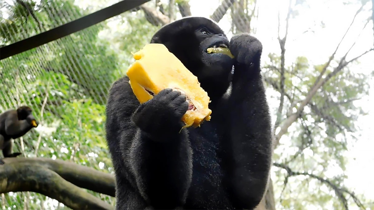 Figura 4. Sánchez, J. (2021) Fotografía cortesía de Marín, E. Lagothrix lagotricha consumiendo mango. Figura 4. Sánchez, J. (2021) Fotografía cortesía de Marín, E. Lagothrix lagotricha consumiendo mango.