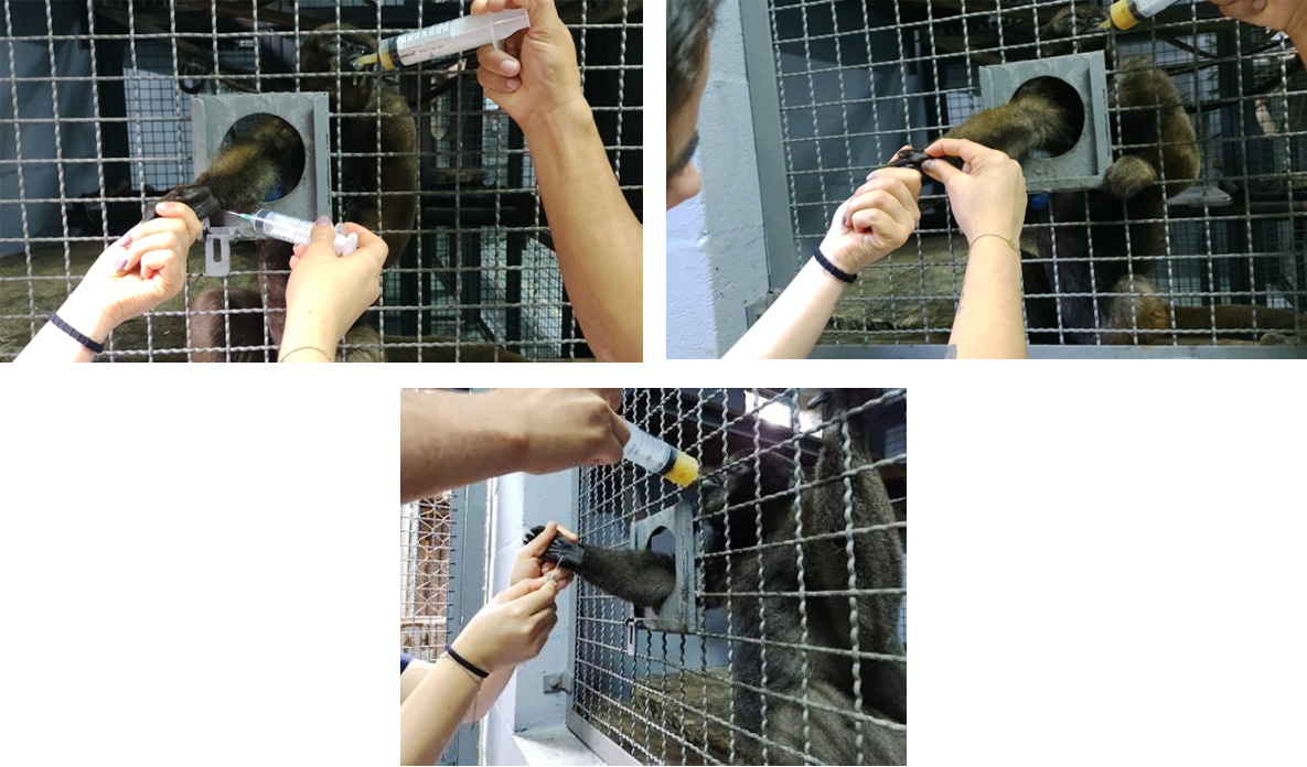 Figura 5 - 7 Sánchez, J. (2022) Proceso de desensibilización de manos a través del contacto con aguja sin bisel o sin punta y al contacto del entrenador. Figura 5 - 7 Sánchez, J. (2022) Proceso de desensibilización de manos a través del contacto con aguja sin bisel o sin punta y al contacto del entrenador.