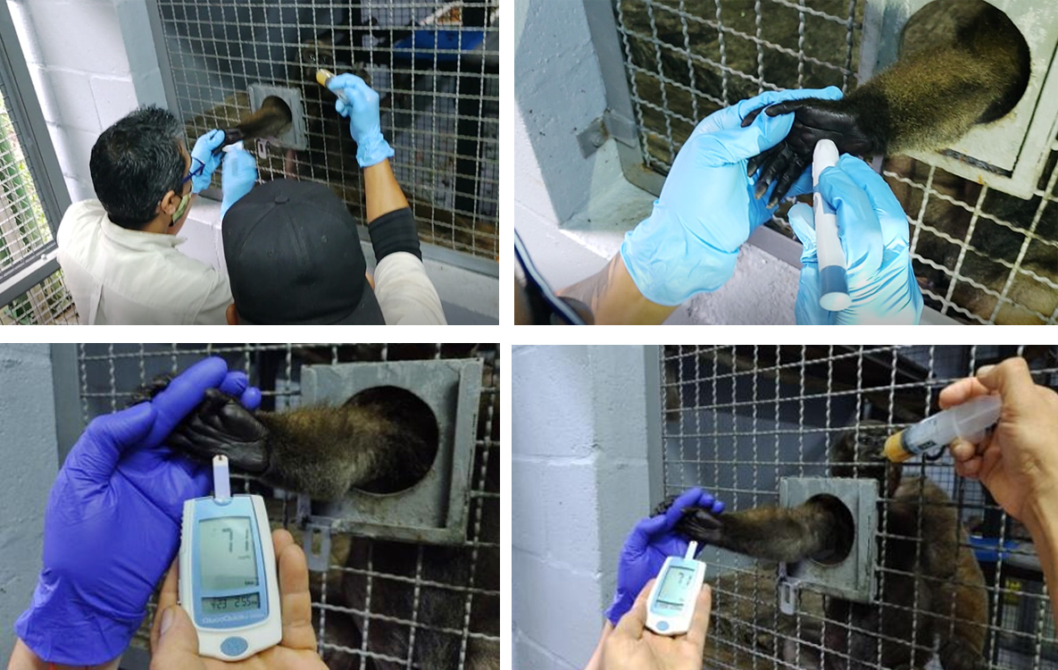 Figura 8-11 Sánchez, J. (Mayo 2022) Proceso de habituación y desensibilización de los primates con respecto a las gasas, alcohol, lancetas y equipos. Figura 8-11 Sánchez, J. (Mayo 2022) Proceso de habituación y desensibilización de los primates con respecto a las gasas, alcohol, lancetas y equipos.