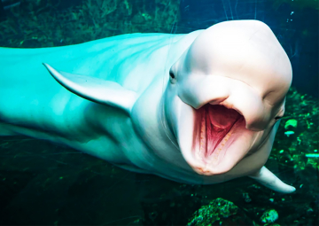 Cómo resolver problemas de comportamiento