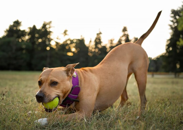 ¿Qué son los prompts?