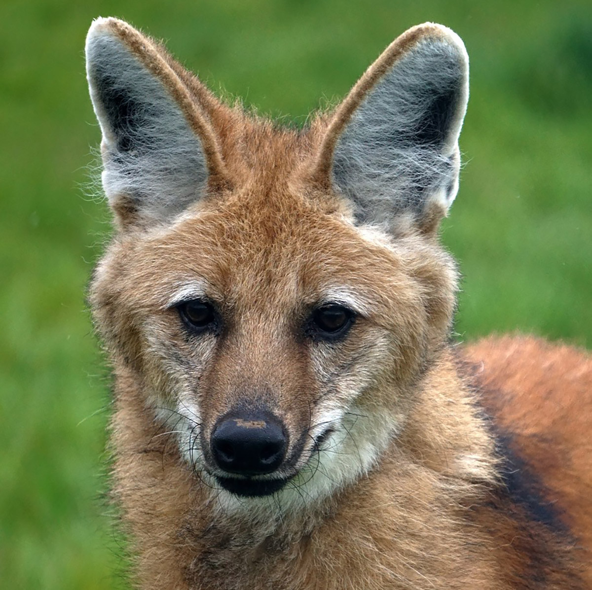Training Maned Wolves
