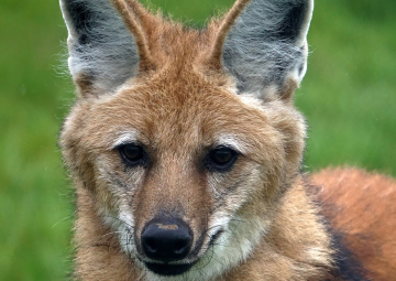 Training Maned Wolves