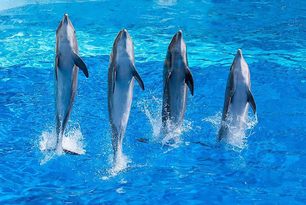 Bridge. Delfines