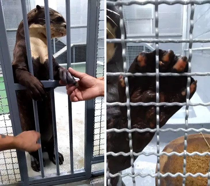 Entrenamiento para posición de la nutria, el individuo muestra sus extremidades para revisión y tratamiento.  Entrenamiento para posición de la nutria, el individuo muestra sus extremidades para revisión y tratamiento.