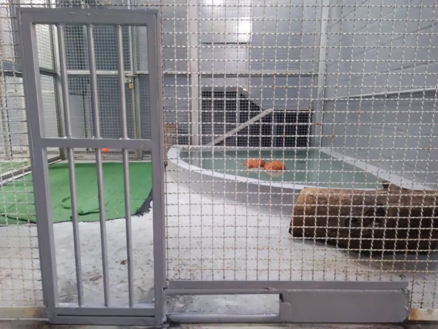 Ventanas que facilitan los procesos de enseñanza para ecografía, auscultación, evaluación de condición corporal, medicación tópica, extracción de sangre y citologías. Ventanas que facilitan los procesos de enseñanza para ecografía, auscultación, evaluación de condición corporal, medicación tópica, extracción de sangre y citologías.