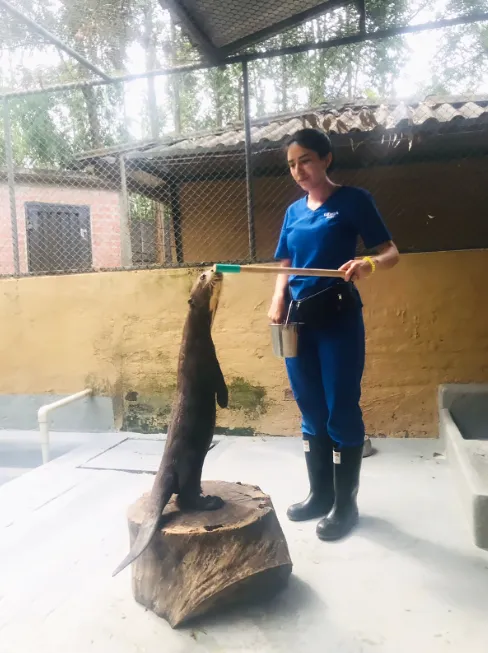 Entrenamiento cría nutria gigante para contacto con el target, posicionamiento y ubicación.  Entrenamiento cría nutria gigante para contacto con el target, posicionamiento y ubicación.