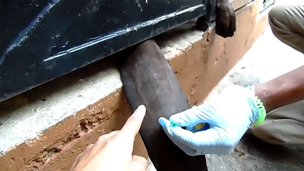 observación de venas en la cola de nutria gigante, para desensibilización y posterior extracción de muestra de sangre. observación de venas en la cola de nutria gigante, para desensibilización y posterior extracción de muestra de sangre.