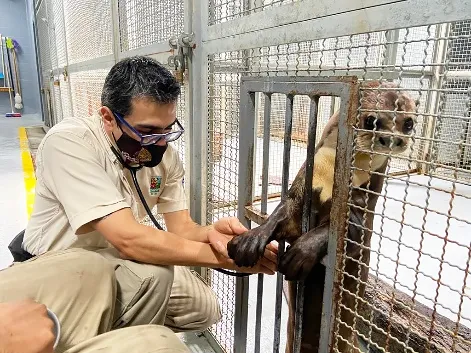 Entrenamiento de nutrias para posicionamiento y desensibilización al contacto de elementos para realizar auscultación, ecografías y medicaciones tópicas.  Entrenamiento de nutrias para posicionamiento y desensibilización al contacto de elementos para realizar auscultación, ecografías y medicaciones tópicas.