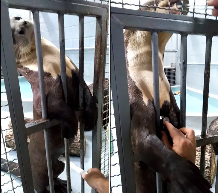 Desensibilización  Desensibilización