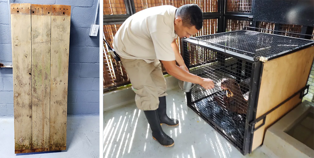 Entrenamiento de nutrias para subir a plataforma y tomar su peso. Entrenamiento de nutrias para subir a plataforma y tomar su peso.