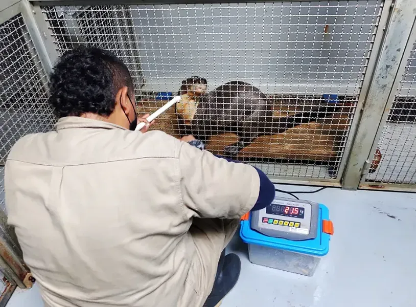 Entrenamiento de nutrias para ingreso a caja de transporte de manera voluntaria. Entrenamiento de nutrias para ingreso a caja de transporte de manera voluntaria.
