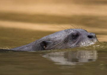Giant Otters: Medical and Handling Training