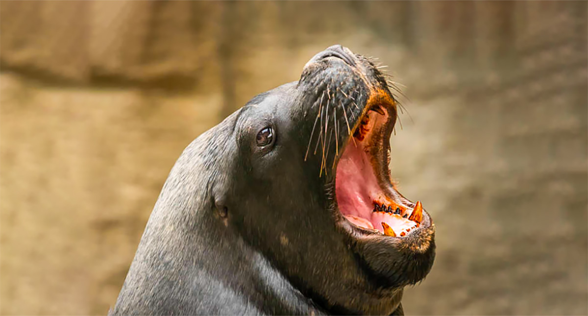 Entrenamiento con mamíferos marinos