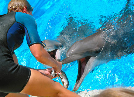 Delfines