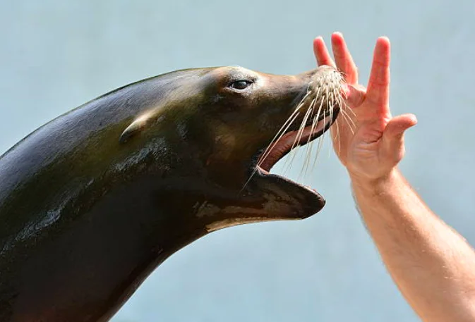 Entrenamiento animal